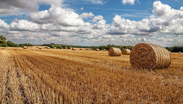 Sky Wall Art featuring the photograph Harvest Time 2 by Shirley Mitchell