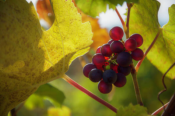Wall Art featuring the photograph Harvest Time On The Vineyard by Owen Weber