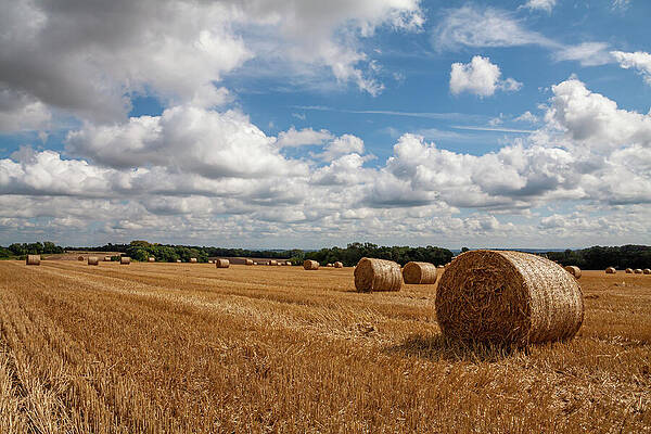Sky Wall Art featuring the photograph Harvest Time by Shirley Mitchell