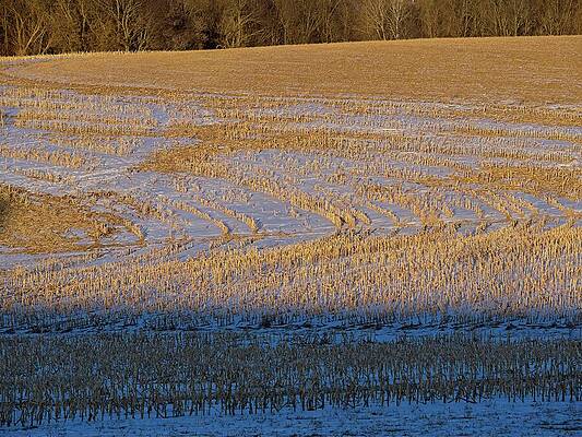 Tranquil Winter Landscape Wall Art