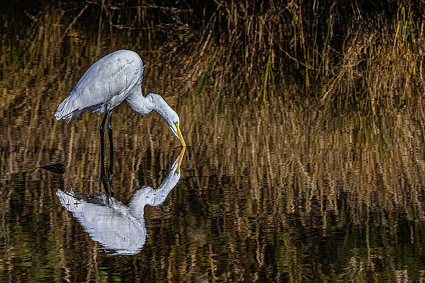 Nature Photograph - Harvesting by Tim Lyden