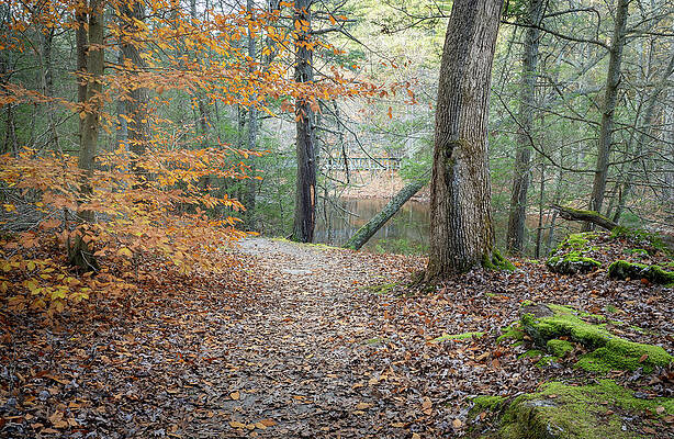 Fall Wall Art featuring the photograph Hauser Bridge Trail by Dave King