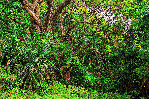 Tree Photograph - Hawaiian Jungle by Abbie Warnock