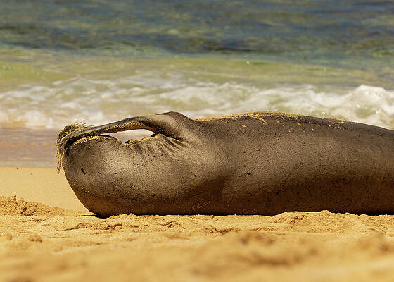 Hawaii Wall Art featuring the photograph Hawaiian Monk Seal Face Palm by Nancy Gleason
