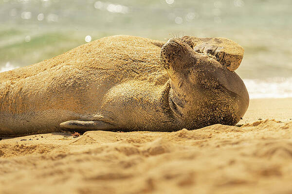 Hawaii Wall Art featuring the photograph Hawaiian Monk Seal In Bright Sunlight by Nancy Gleason