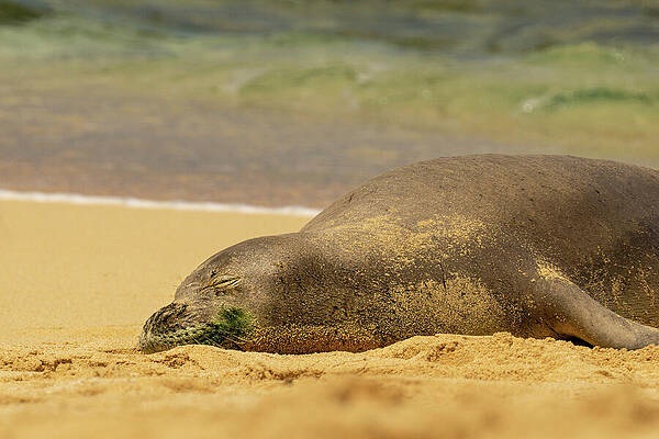 Hawaii Wall Art featuring the photograph Hawaiian Monk Seal Naps On The Beach by Nancy Gleason