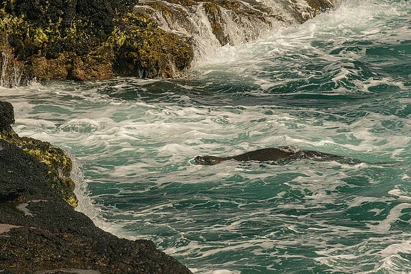 Hawaii Wall Art featuring the photograph Hawaiian Monk Seal Playing In A Bay by Nancy Gleason