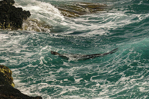 Hawaii Wall Art featuring the photograph Hawaiian Monk Seal Plays In The Surf Of Kauai by Nancy Gleason