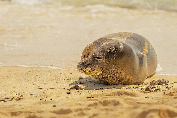 Hawaii Wall Art featuring the photograph Hawaiian Monk Seal Ready For High Tide by Nancy Gleason