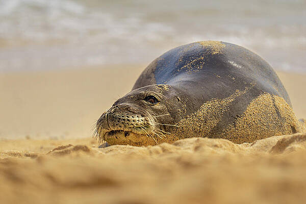 Hawaii Wall Art featuring the photograph Hawaiian Monk Seal Wakes Up From Nap by Nancy Gleason