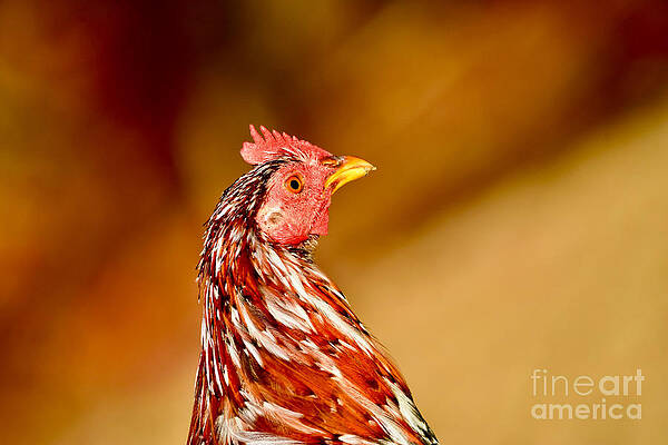 Wall Art featuring the photograph Hawaiian Rooster by Debra Banks