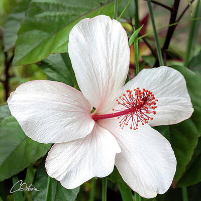Nature Wall Art featuring the photograph Hawaiian White Hibiscus by Charlie Osborn