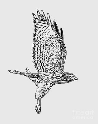 Bird Wall Art featuring the digital art Hawk Drawing by David McKinney