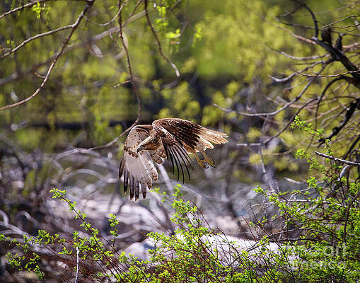 Tree Wall Art featuring the photograph Hawk In Flight by Shirley Dutchkowski