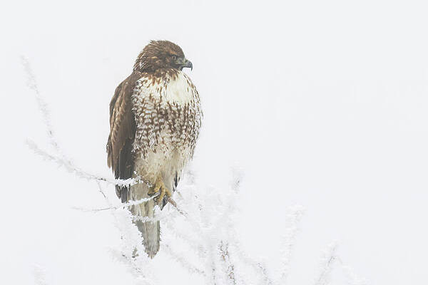 Wildlife Photograph - Hawk In The Frost by Mike Lee