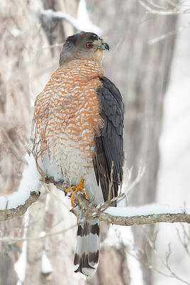 Background Photograph - Hawk In The Snow by Gina Fitzhugh