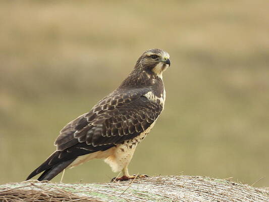 Wildlife Wall Art featuring the photograph Hawk On A Bale by Amanda R Wright