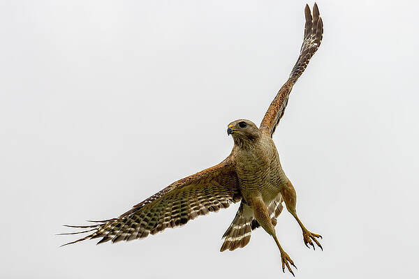 Hawk Takes Flight Print