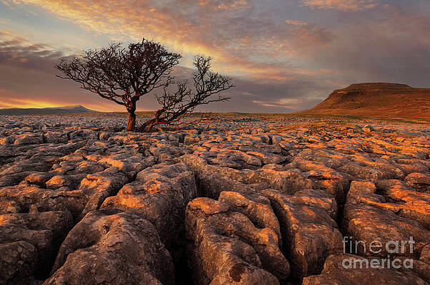 Dramatic Photograph - Hawthorne Tree At Sunset, White Scars, Ingleborough, Yorkshire Dales National Park, England by Neale And Judith Clark