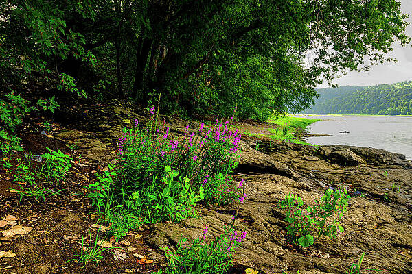Pennsylvania Photograph - Hazy Morning On The Susquehanna by Anthony Hightower