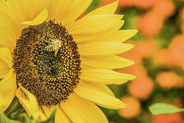 Vibrant Wall Art featuring the photograph HD Pollenation by Nova Rae