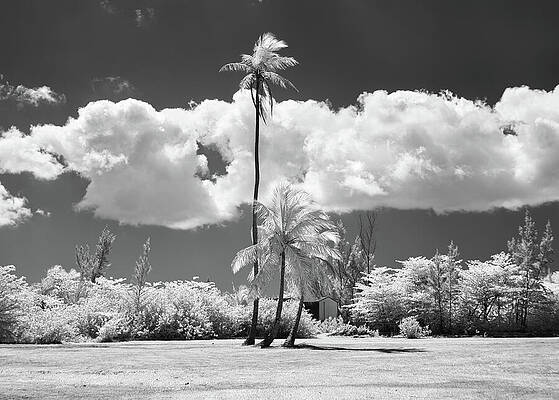 Wall Art featuring the photograph Head In The Clouds by Gian Smith