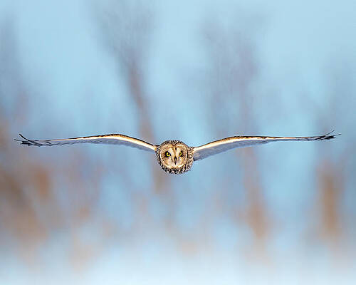 Large Photograph - Head On by James Overesch