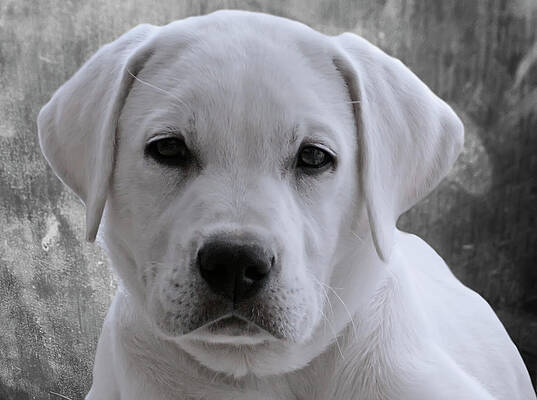 Animal Photograph - Head Shot Of A White Lab Puppy by Waterdancer