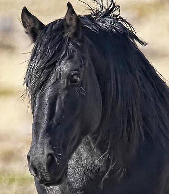 Wall Art featuring the photograph Black Wild Mustang Stallion Portrait by Waterdancer