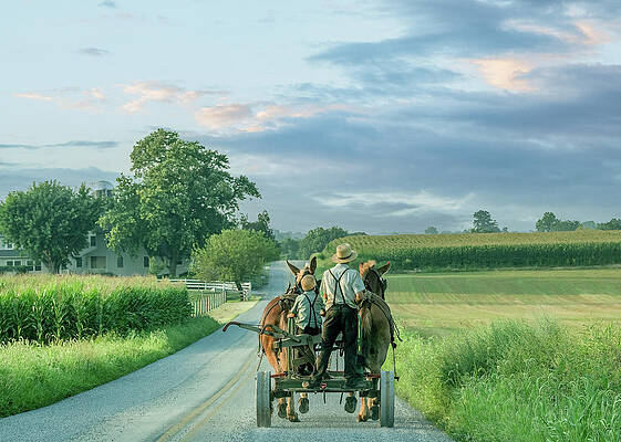 Country Photograph - Headed Home For Dinner by Marcy Wielfaert