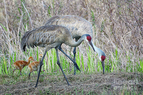 Fl Wall Art featuring the photograph Heading Back Home by Mary Lou Chmura