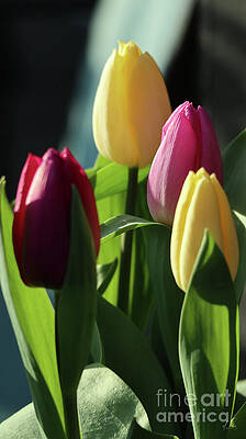 Spring Photograph - Tulips I by D Lee
