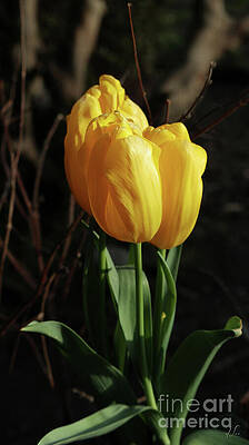 Nature Photograph - Tulips III by D Lee