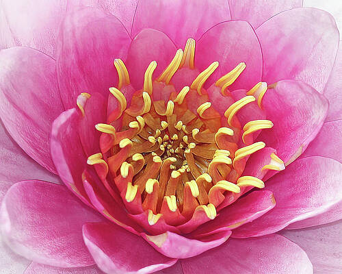 Spring Photograph - Heart Of The Lily by Gina Fitzhugh