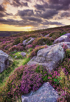 Dramatic Photograph - Heather On Millstone Edge, Hope Valley, Peak District National Park, Derbyshire, England by Neale And Judith Clark