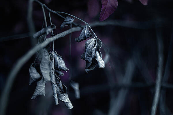 Wall Art featuring the photograph Heavy Thoughts by Gian Smith