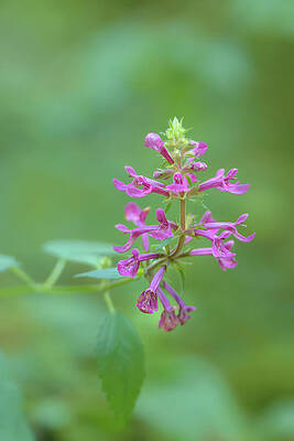 Wall Art featuring the photograph Hedge Woundwort Blossom by Nancy Gleason