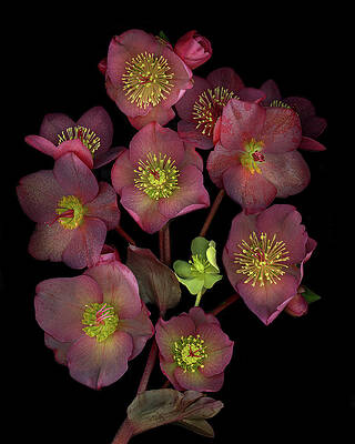 Beautiful Photograph - Hellebore Bouquet by Jean Noren