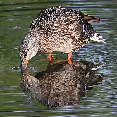 Wall Art featuring the photograph Hello Are You Thirsty Too? by Harry Banks