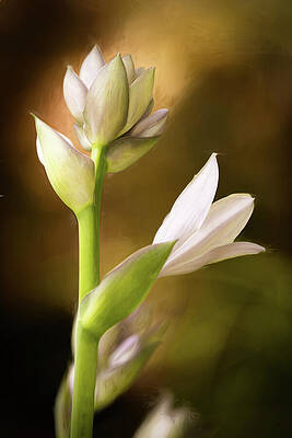 Wall Art featuring the photograph Hello Beautiful by Dodie Ross