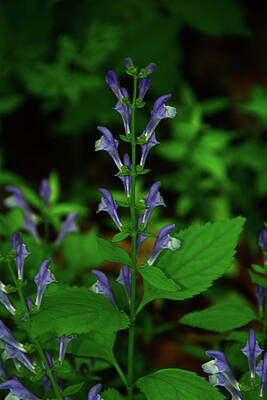 Wall Art featuring the photograph Helmet Flowers In Shenandoah National Park by Raymond Salani III