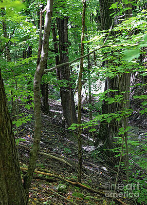 Serene Wall Art featuring the photograph Hemlock Gorge 14 by William Norton
