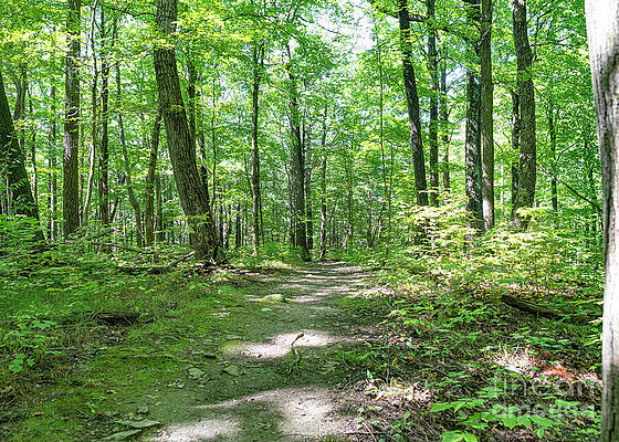 Serene Wall Art featuring the photograph Hemlock Gorge 20 by William Norton