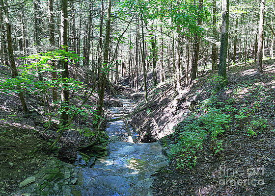 Serene Wall Art featuring the photograph Hemlock Gorge 34 by William Norton