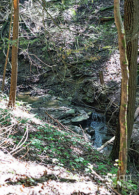 Serene Wall Art featuring the photograph Hemlock Gorge 35 by William Norton