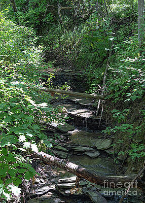 Serene Wall Art featuring the photograph Hemlock Gorge 9 by William Norton