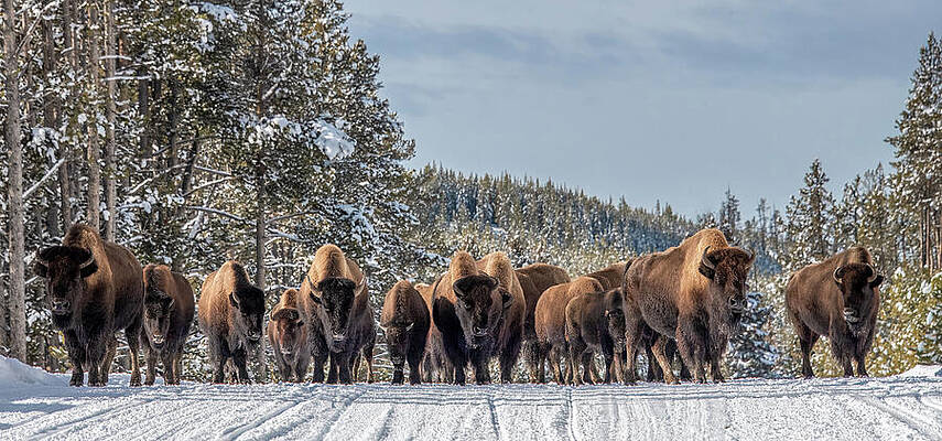 Herd of Bison in Snowy Forest Wall Art