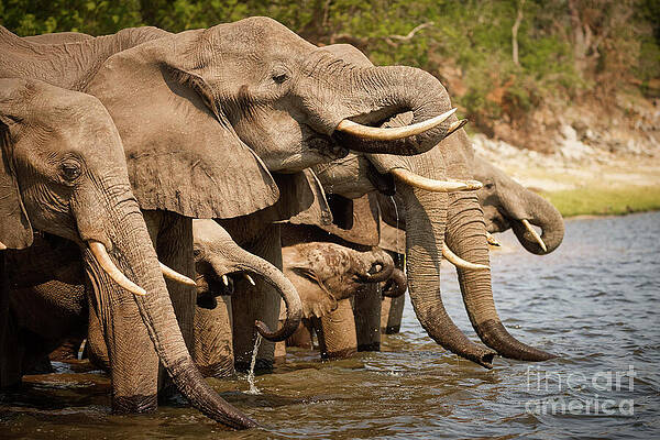Herd of Elephants by the Water Photograph