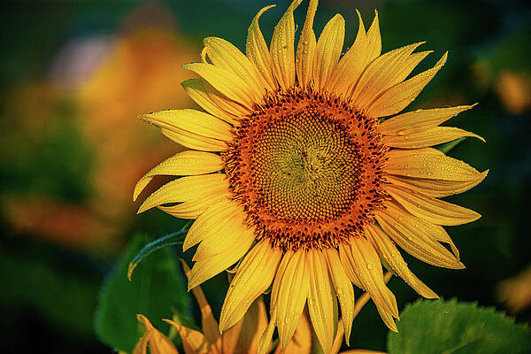 Tennessee Wall Art featuring the photograph Here  Comes The Sunflower by Douglas Wielfaert