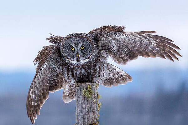 Here's Looking At You by Linda Ryma